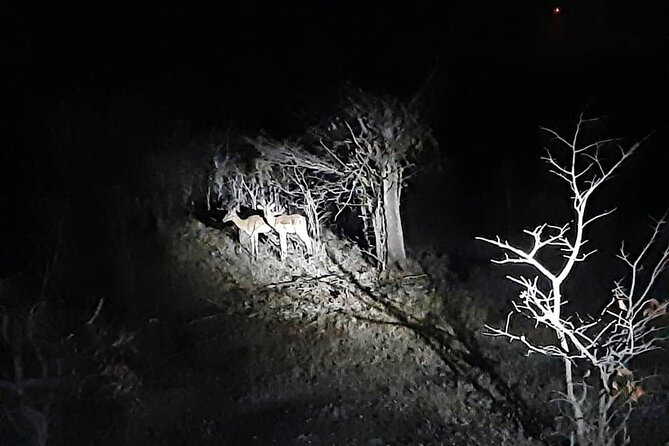 2 Hour Stargazing Tour in Victoria Falls NP Area in 4x4 - Who will enjoy this most