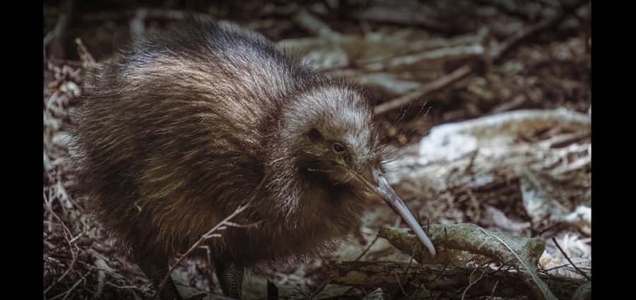 Auckland (Tawharanui): Wild Kiwi Bird Spotting Encounter - Who will enjoy this most