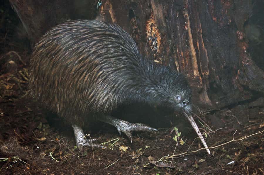 Auckland (Tawharanui): Wild Kiwi Bird Spotting Encounter - Why Tāwharanui is a strong place to seek kiwi