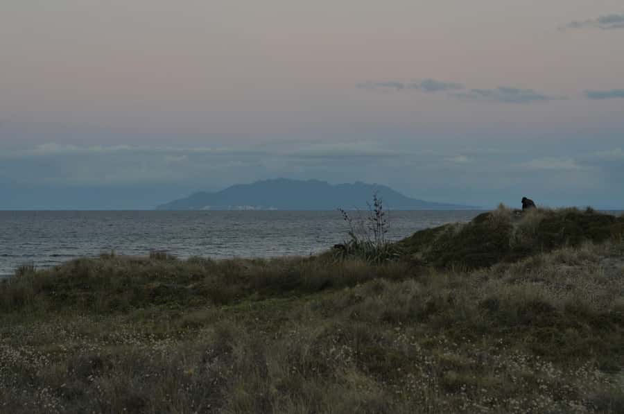 Auckland (Tawharanui): Wild Kiwi Bird Spotting Encounter - Listening for ruru and the wider night life