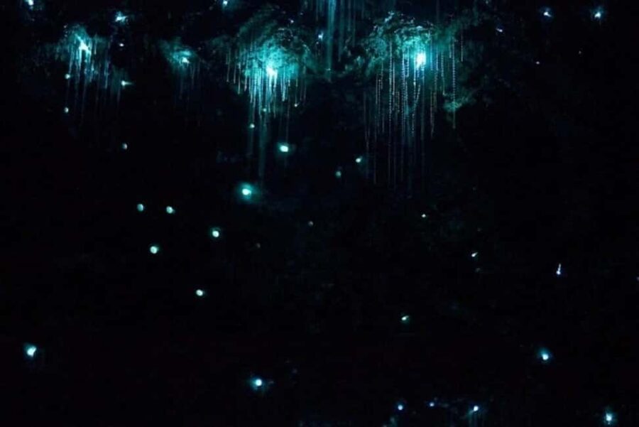 Brisbane: Glow Worms, Sunset, Star Gazing & BBQ - Transport, pace, and what to pack