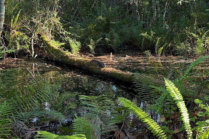 Dark Sky's in the Florida Everglades - From Naples to the Fakahatchee Strand