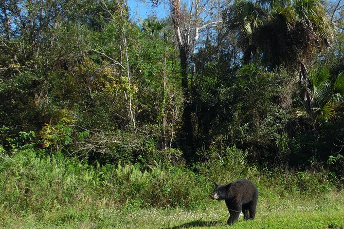 Dark Sky's in the Florida Everglades - What the Everglades Adds to the Stargazing