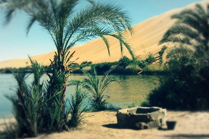 Desert Camping With The Bedouins Under The Stars - White & Black Deserts - Cairo to Bahariya Oasis: a long road into the Western Desert