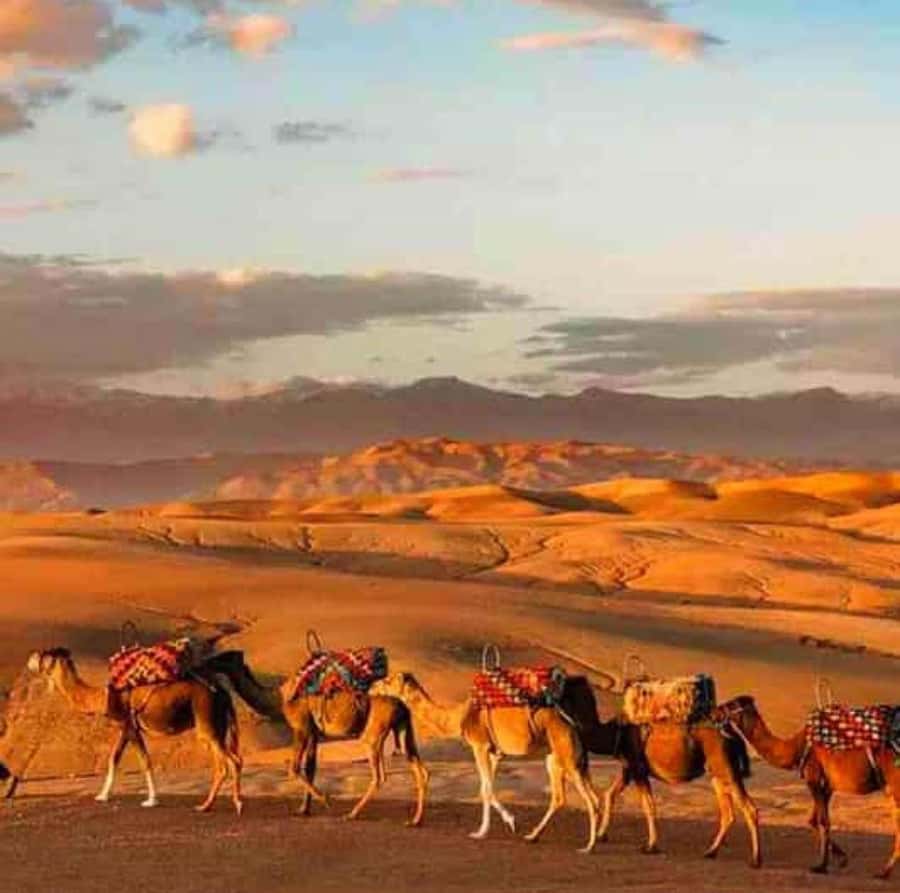 DINNER IN AGAFAY DESERT UNDER THE STARS WITH SHOW AND CAMELS - A 30-minute camel ride at sunset