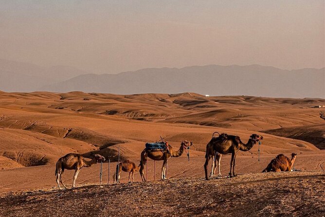 Dinner Under the Stars Desert Agafay & Sunset Camel Ride - The stars and the sound of desert silence