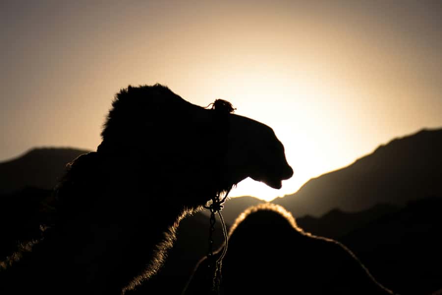 Doha: Night Desert Safari With Stargazing and Inland Sea - Sandboarding from the higher dunes