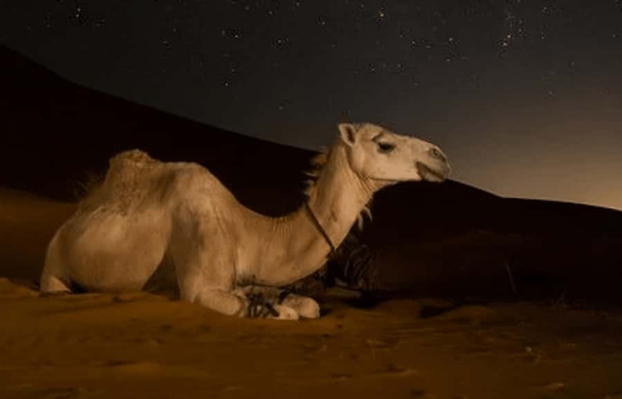 Doha: Night Desert Safari with Stargazing & Camel Ride - Dune bashing for about 100 minutes