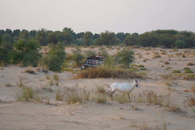 Dubai: Al Marmoom Oasis Vintage Safari: Camels, Stargazing & Meal - Sunset, falcons, henna, and Arabian dress