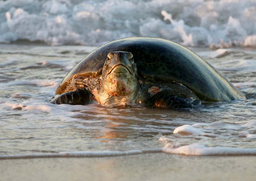 Exmouth: Summer Sunset Turtle Watching and Stargazing Tour - Key points to know before booking
