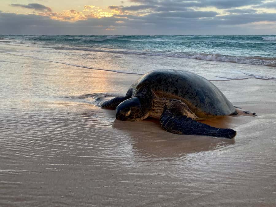 Exmouth: Summer Sunset Turtle Watching and Stargazing Tour - Why this Exmouth turtle tour feels different