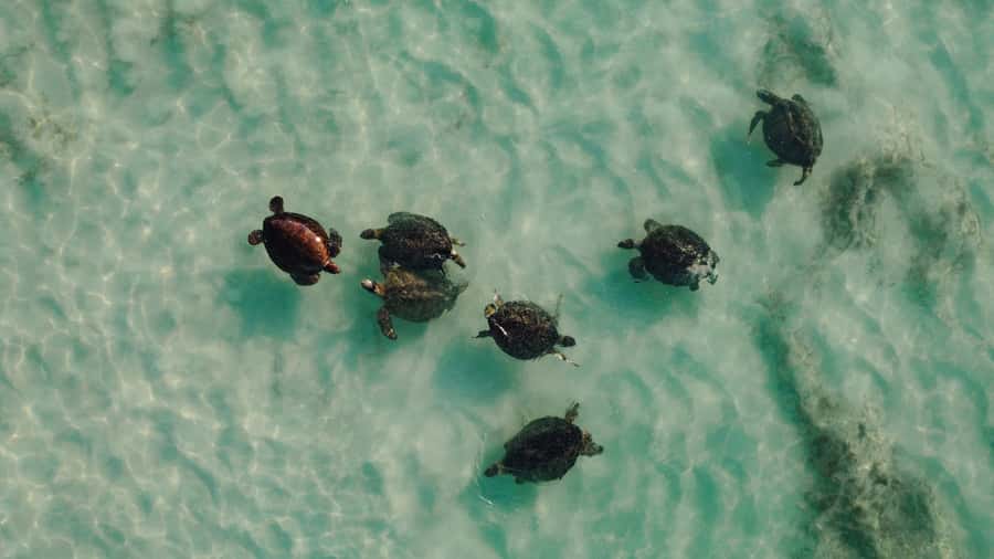 Exmouth: Summer Sunset Turtle Watching and Stargazing Tour - Seeing nesting turtles from the beach