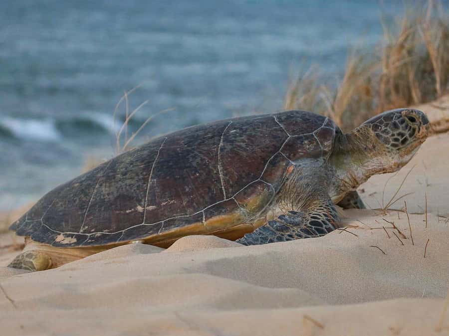 Exmouth: Summer Sunset Turtle Watching and Stargazing Tour - Ningaloo’s dark skies after the turtle watch