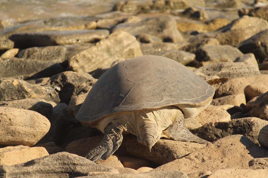 Exmouth: Summer Sunset Turtle Watching and Stargazing Tour - Booking details that matter