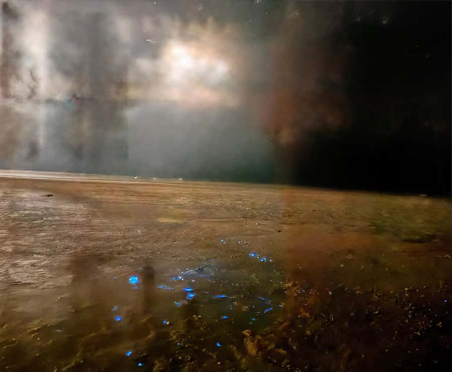 Holbox: Bioluminescence by Kayak and Stargazing. - Stargazing without false promises