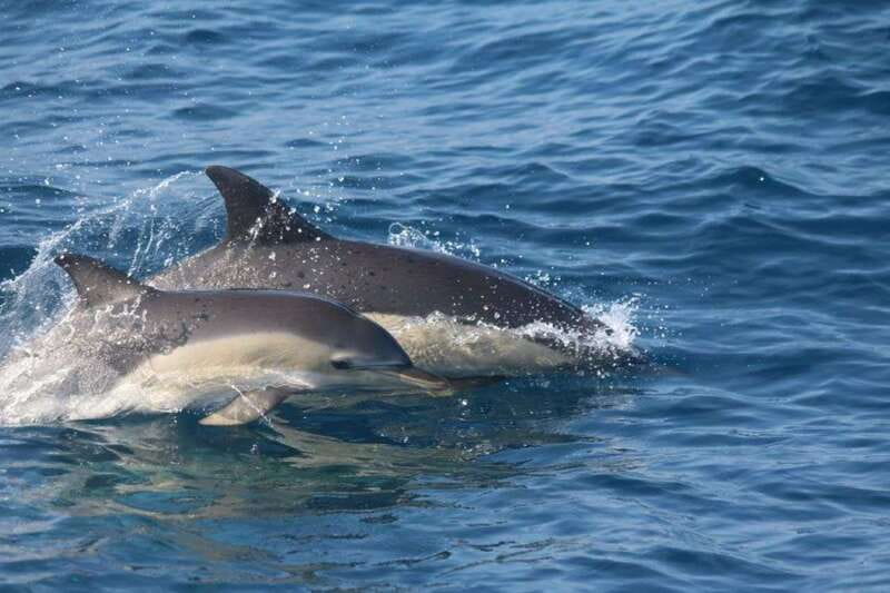 Huatulco: Awakening with Stars Dolphins Boat Cruise - Key points to know before booking