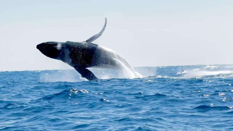 Huatulco: Awakening with Stars Dolphins Boat Cruise - Searching the Pacific for dolphins and turtles