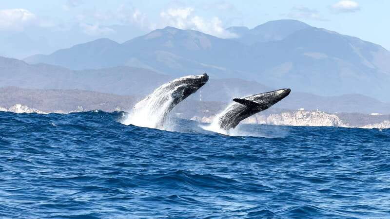Huatulco: Awakening with Stars Dolphins Boat Cruise - Sunrise views are part of the experience
