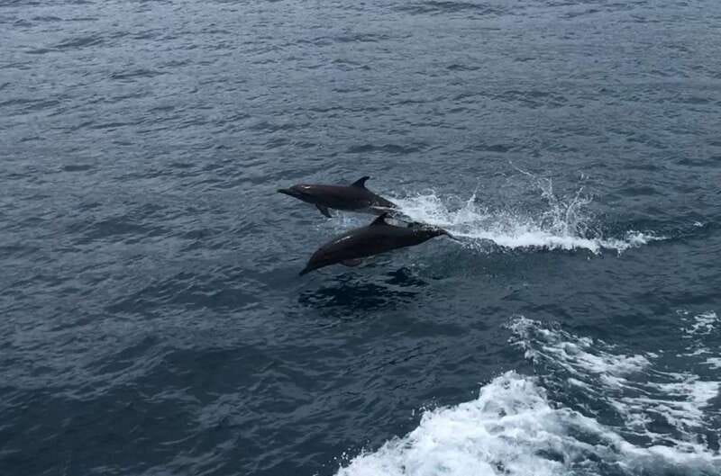 Huatulco: Awakening with Stars Dolphins Boat Cruise - What the 57 dollar price really covers