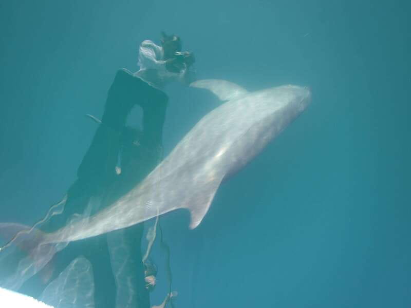 Huatulco: Awakening with Stars Dolphins Boat Cruise - Language, guide service, and the practical setup