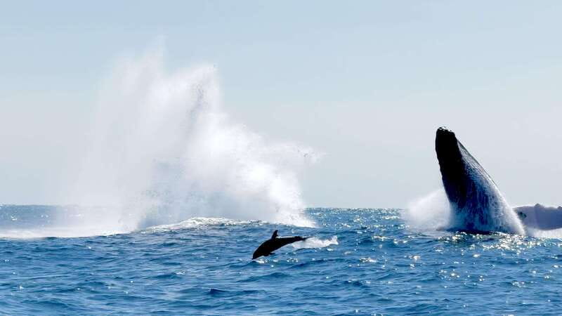 Huatulco: Awakening with Stars Dolphins Boat Cruise - From Tangolunda to the Santa Cruz dock