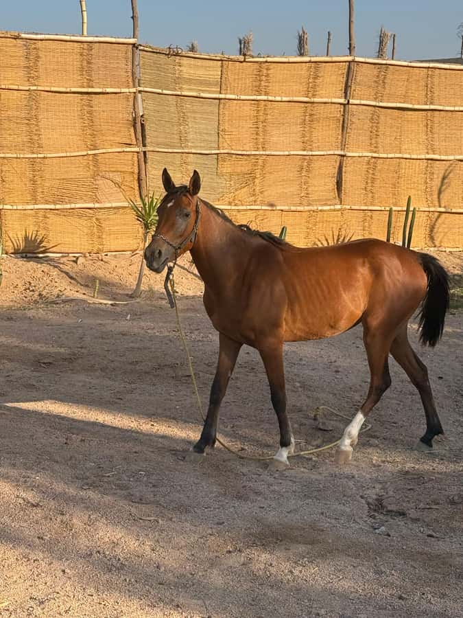 Hurghada: BADU Camp Camel Ride, Dinner, & Stargazing - Arabic Coffee, Dates, and Camp Traditions
