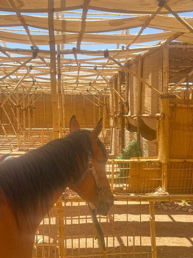 Hurghada: BADU Camp Camel Ride, Dinner, & Stargazing - A Bedouin Dinner with Grilled Meat and Vegetarian Choices