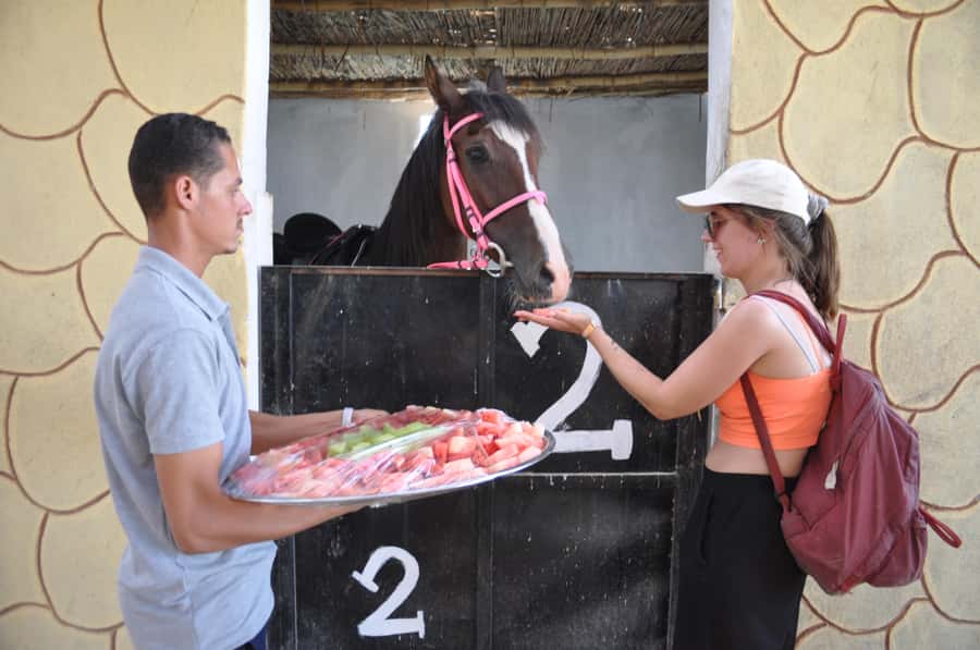 Hurghada: Horse Ride, BBQ Dinner, and Stargazing - Who should book this evening