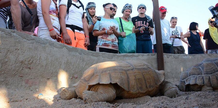 Hurghada: Quad Bike, Camel, Show, Dinner, & Stargazing Trip - Who will enjoy this, and who should skip it