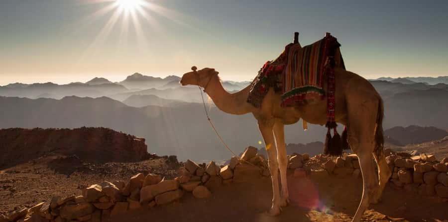Hurghada: Quad Bike, Sea, Camel, Safari, Stargazing & Dinner - Two hours across dunes, rock, and open desert