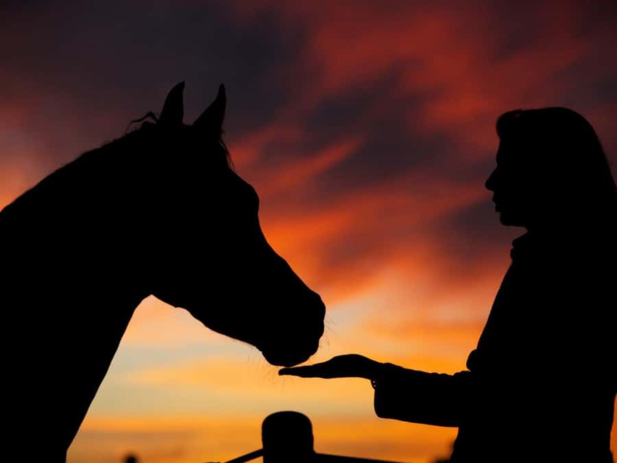 Hurghada: Sea & Desert Horse Tour, Stargazing, Dinner & Show - Why this Hurghada horse ride feels different