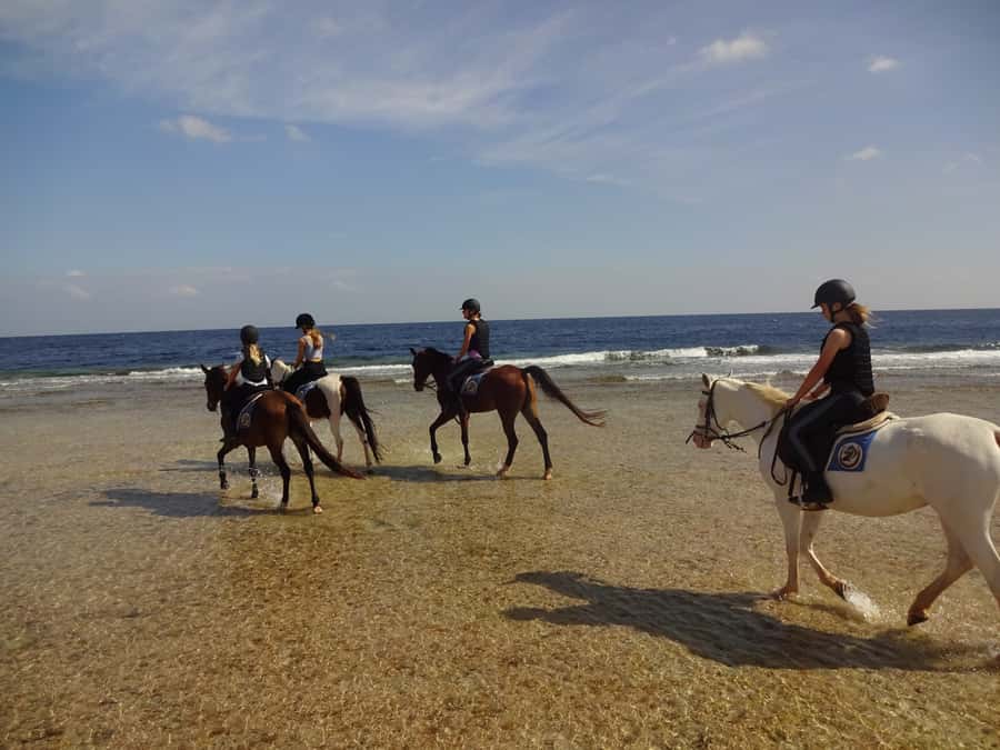 Hurghada: Sea & Desert Horse Tour, Stargazing, Dinner & Show - Riding through the desert and toward the Red Sea