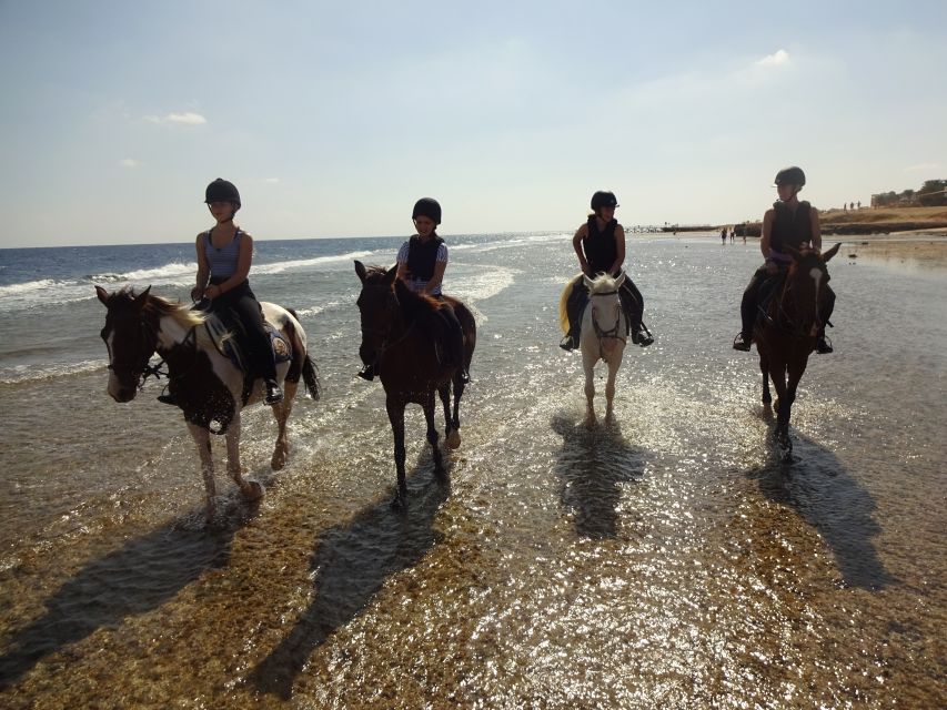 Hurghada: Sea & Desert Horse Tour, Stargazing, Dinner & Show - What the swim-with-horses option is really for