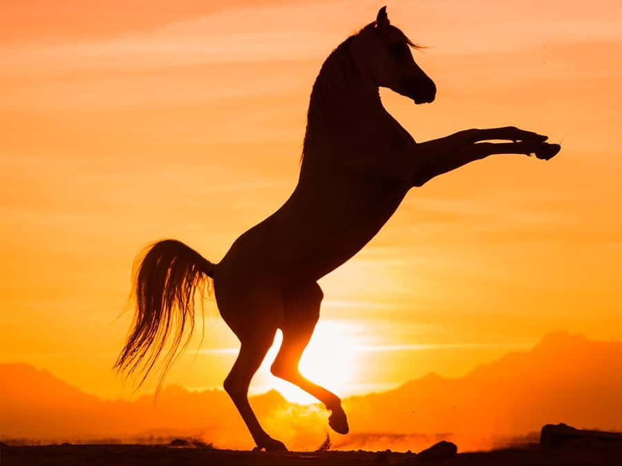 Hurghada: Sunset Sea, Desert Horse W Opt, Dinner, Stargazing - Pickup from Hurghada, Makadi Bay, Sahl Hasheesh, or Safaga
