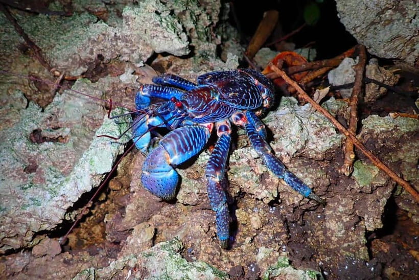 Ishigaki: Jungle Walk and Stargazing Night Tour - Key points to know before you book