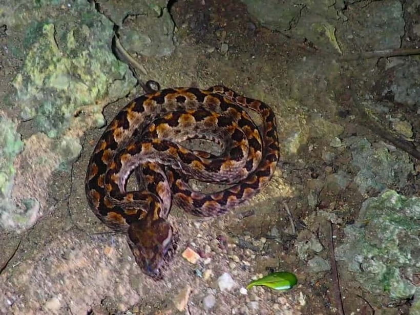 Ishigaki: Jungle Walk and Stargazing Night Tour - Why a night walk suits Ishigaki