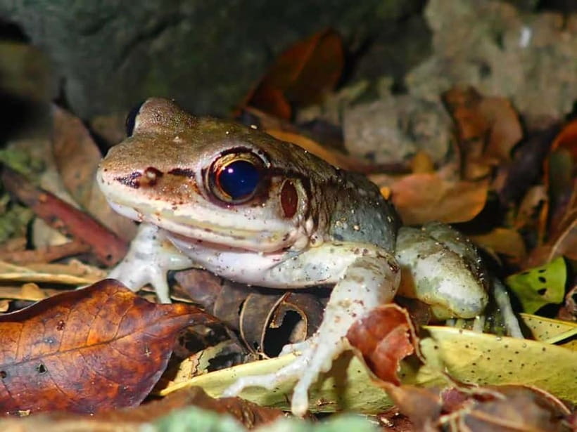 Ishigaki: Jungle Walk and Stargazing Night Tour - Guides who turn sightings into stories