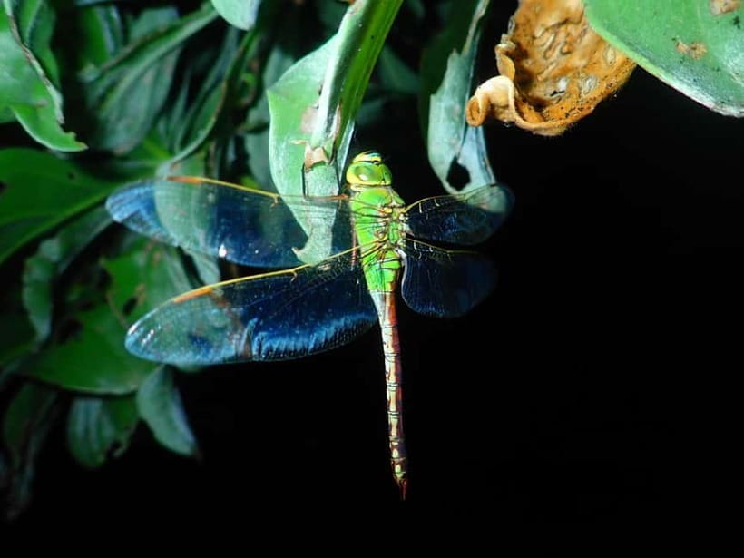 Ishigaki: Jungle Walk and Stargazing Night Tour - Stargazing after the animal search