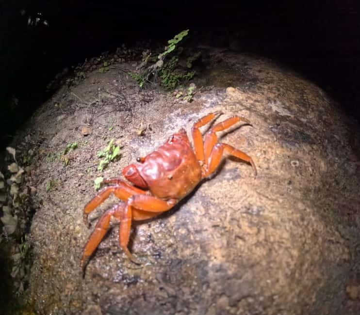 Ishigaki: Jungle Walk and Stargazing Night Tour - Rain, comfort, and the small practical details