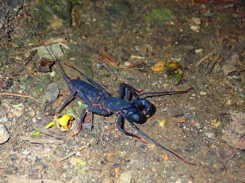 Ishigaki: Jungle Walk and Stargazing Night Tour - Is $31 a fair price?