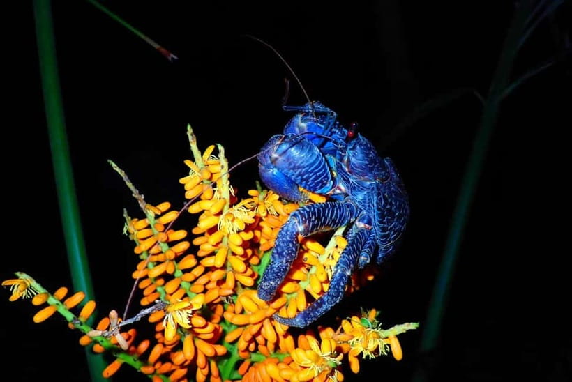 Ishigaki: Jungle Walk and Stargazing Night Tour - Who should book this night tour?