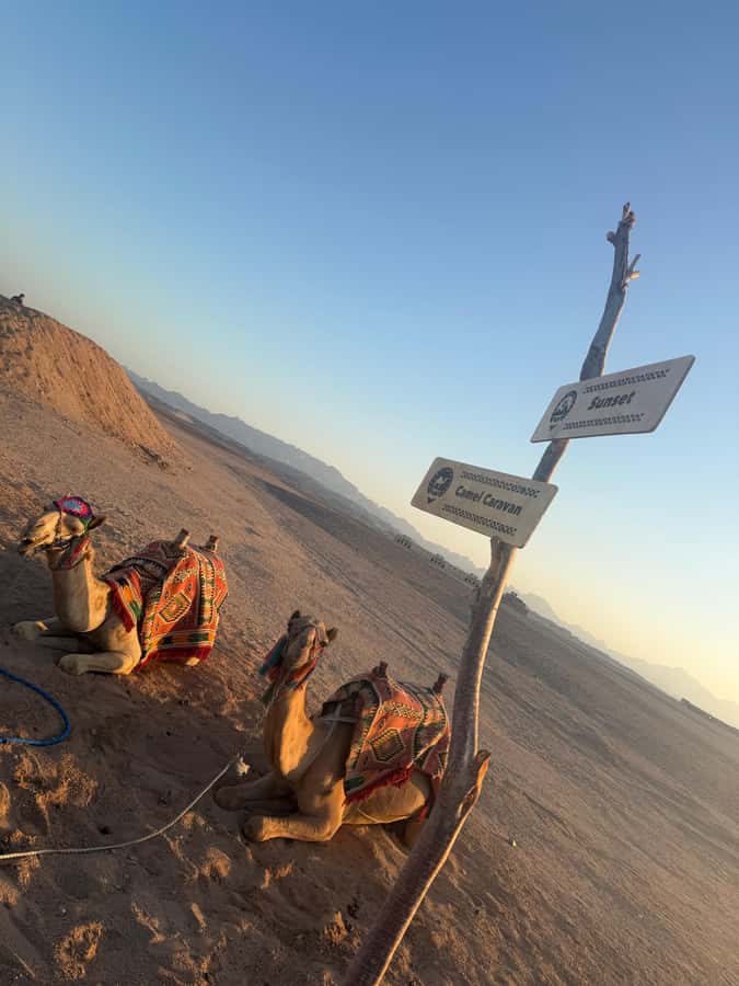 Makadi Bay: BADU Luxury Bedouin Dinner Experience & Stargaze - Pickup from five Red Sea resort areas