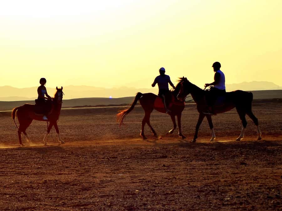 Marsa Alam: Sunset Horseback with Dinner, Show & Stargazing - Choosing between two hours, four hours, and dinner