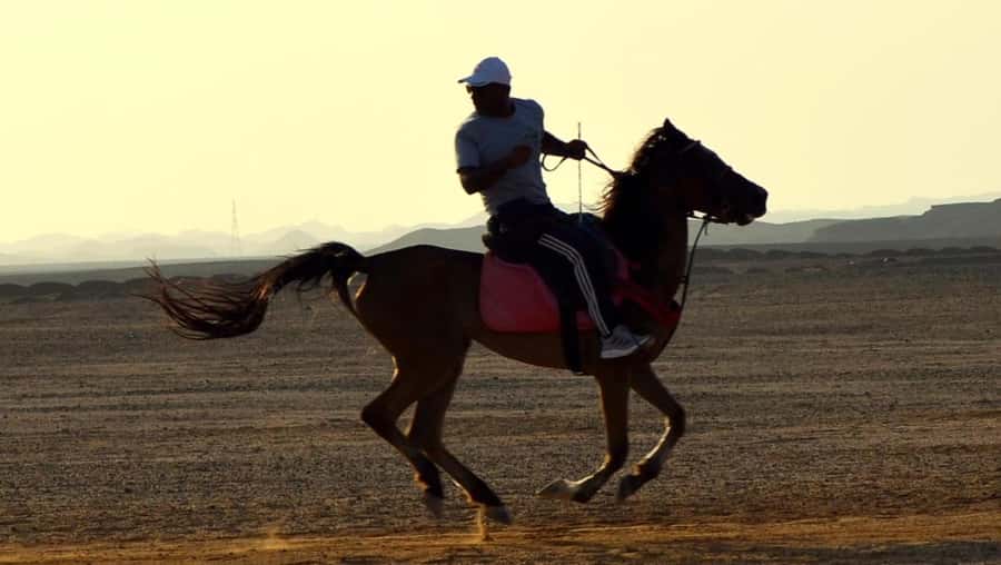 Marsa Alam: Sunset Horseback with Dinner, Show & Stargazing - Dinner, music, and stars after the ride