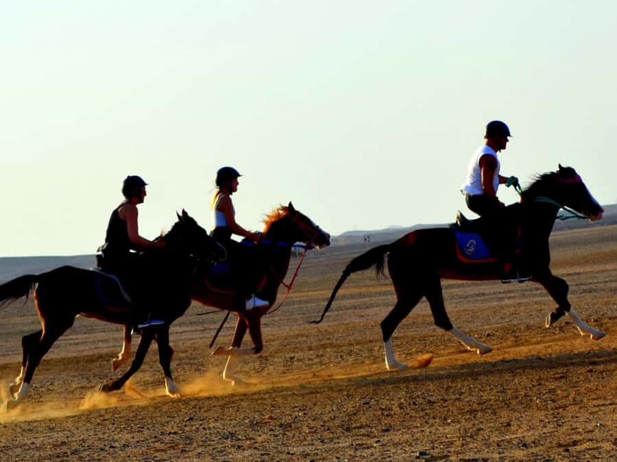 Marsa Alam: Sunset Horseback with Dinner, Show & Stargazing - Transfers from Marsa Alam’s resort areas