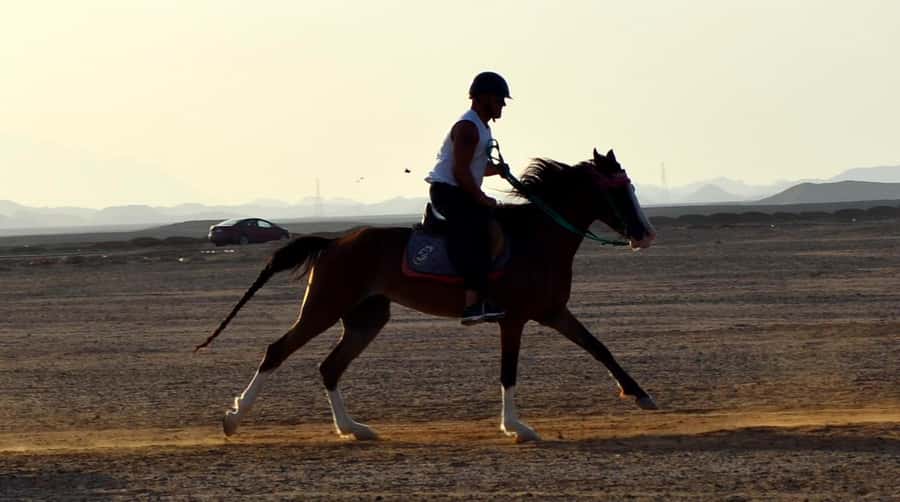 Marsa Alam: Sunset Horseback with Dinner, Show & Stargazing - Who should book this ride?