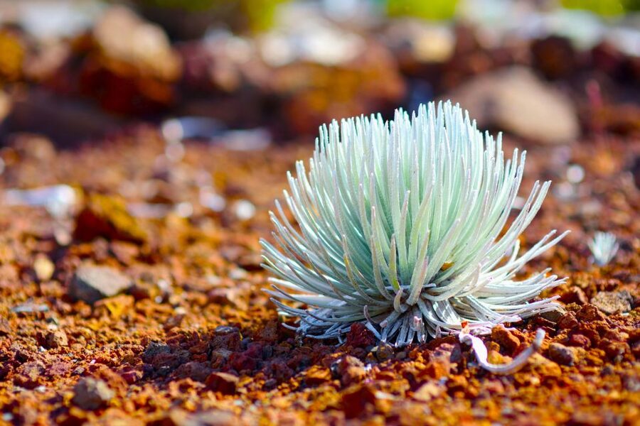 Maui: Haleakala Sunset and Stargazing Tour with Dinner - Riding from Maui’s coast into Upcountry