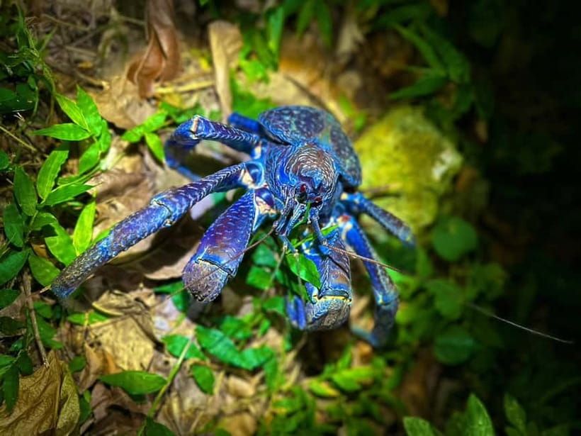Miyako Island: Stars & Jungle Night Walking Tour - Key things to know before you book