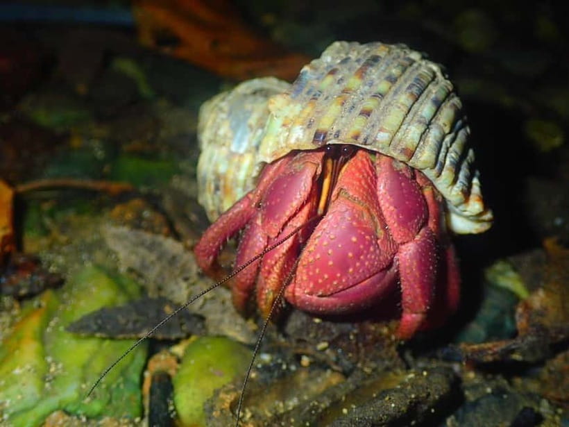 Miyako Island: Stars & Jungle Night Walking Tour - Searching for coconut crabs and island creatures