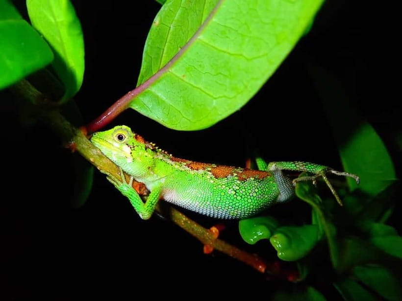 Miyako Island: Stars & Jungle Night Walking Tour - What the night sky adds